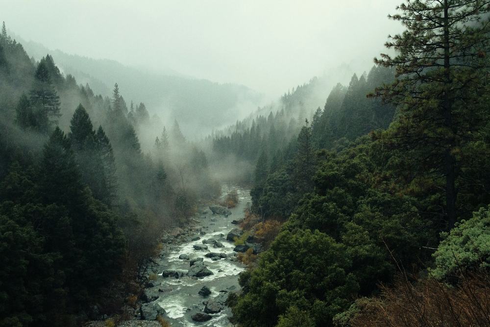 Evergreen, Great Smoky Mountains, TN and NC