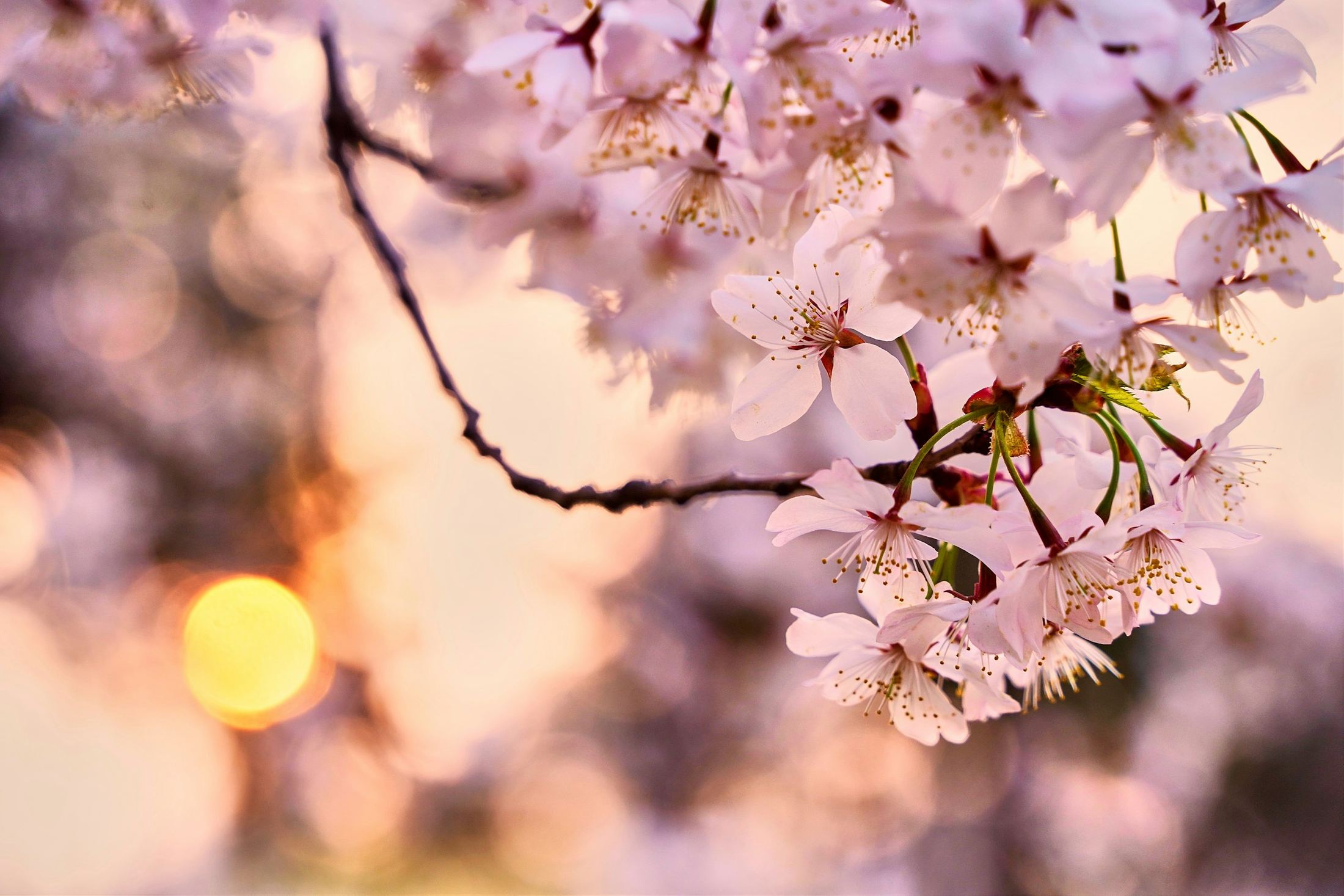Rosewood, Kyoto and Tokyo, Japan